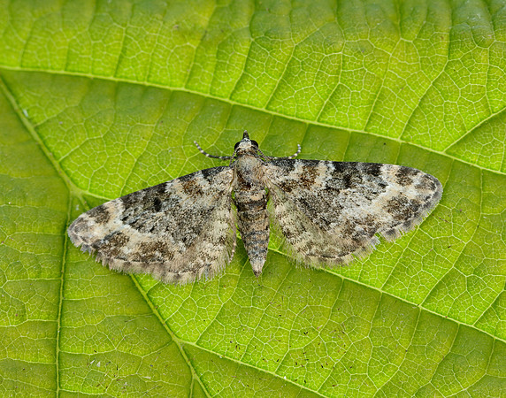 70.141 BF1862 Double-striped Pug Gymnoscelis rufifasciata