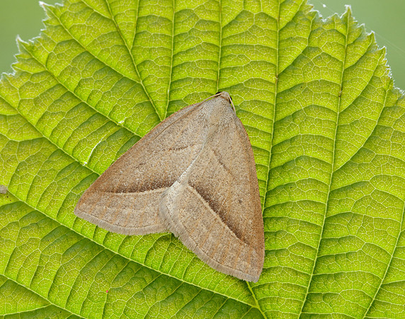 70.222 BF1902 Brown Silver-line Petrophora chlorosata