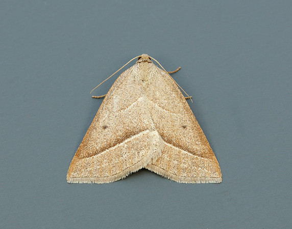 70.222 BF1902 Brown Silver-line Petrophora chlorosata