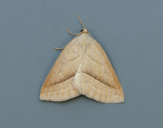 70.222 BF1902 Brown Silver-line Petrophora chlorosata