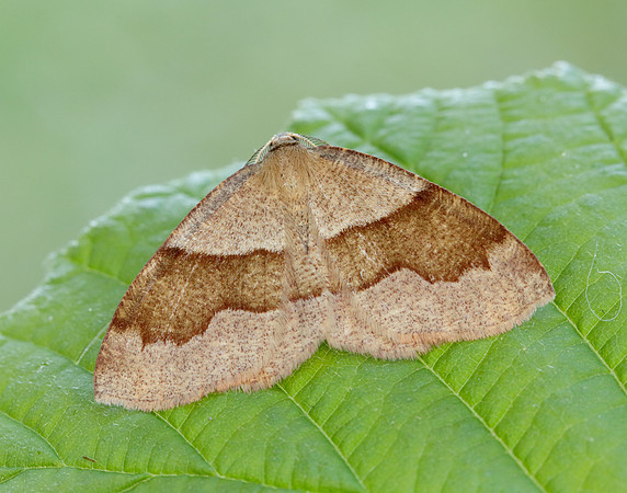 70.223 BF1903 Barred Umber Plagodis pulveraria