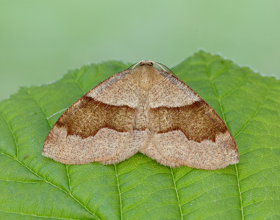 70.223 BF1903 Barred Umber Plagodis pulveraria