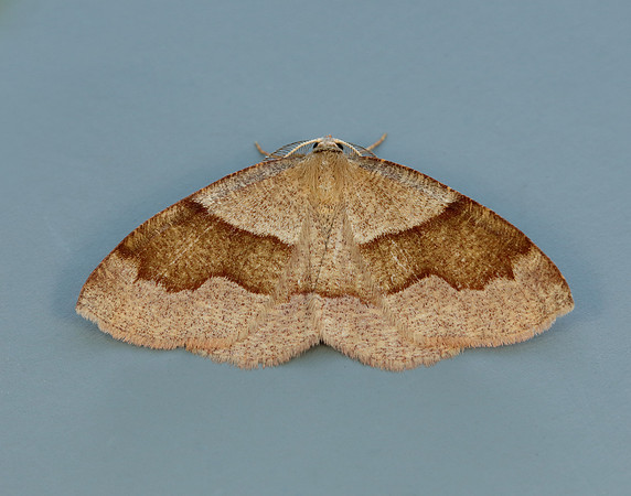 70.223 BF1903 Barred Umber Plagodis pulveraria