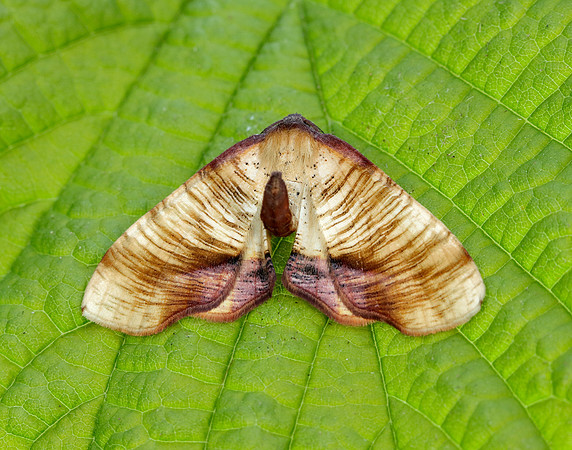 70.224 BF1904 Scorched Wing Plagodis dolabraria