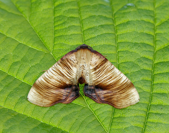 70.224 BF1904 Scorched Wing Plagodis dolabraria