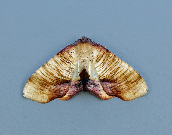 70.224 BF1904 Scorched Wing Plagodis dolabraria