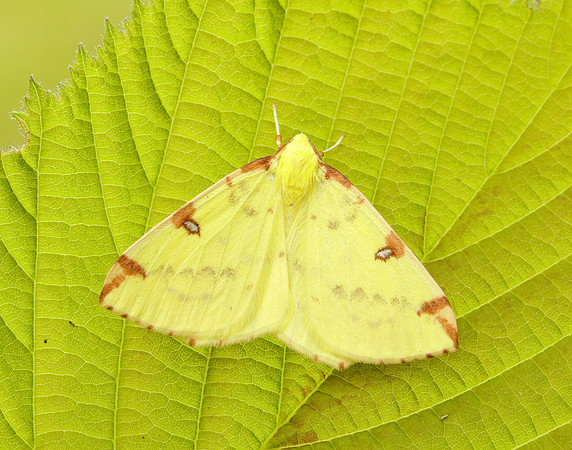 70.226 BF1906 Brimstone Moth Opisthograptis luteolata