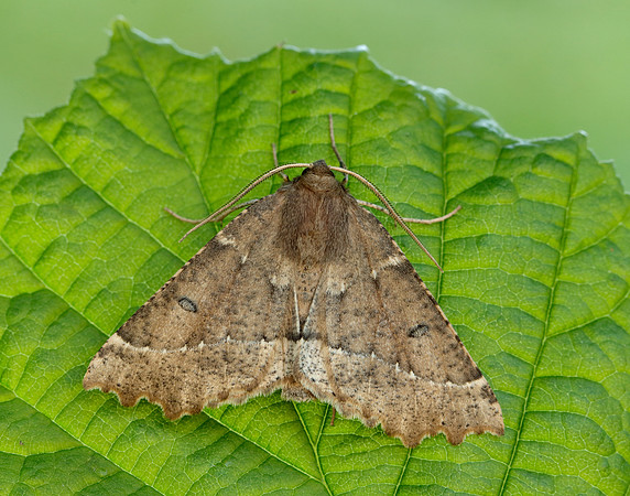 70.240 BF1920 Scalloped Hazel Odontopera bidentata