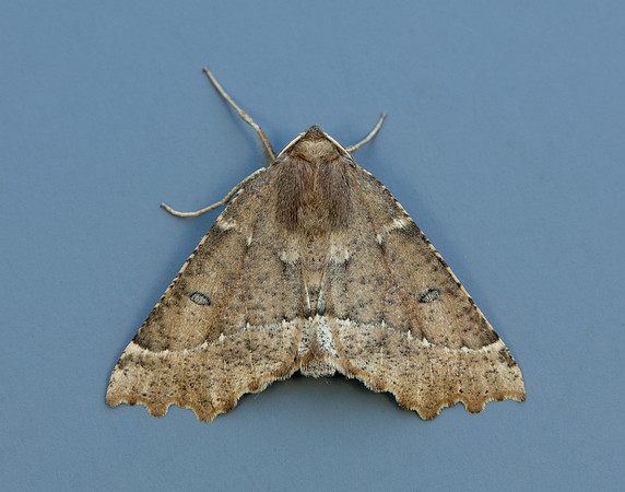 70.240 BF1920 Scalloped Hazel Odontopera bidentata