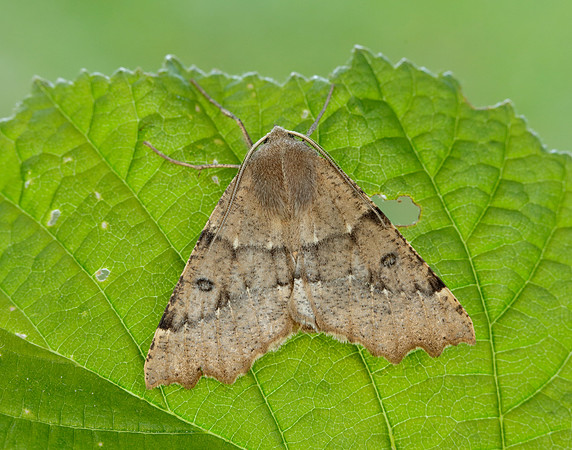70.240 BF1920 Scalloped Hazel Odontopera bidentata