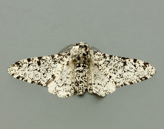 70.252 BF1931 Peppered Moth Biston betularia