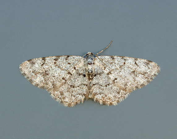 70.274 BF1951 Grey Birch Aethalura punctulata