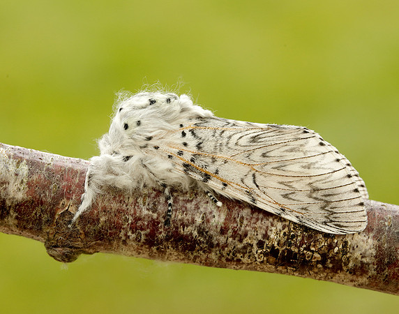 71.003 BF1995 Puss Moth Cerura vinula