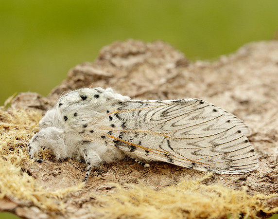71.003 BF1995 Puss Moth Cerura vinula