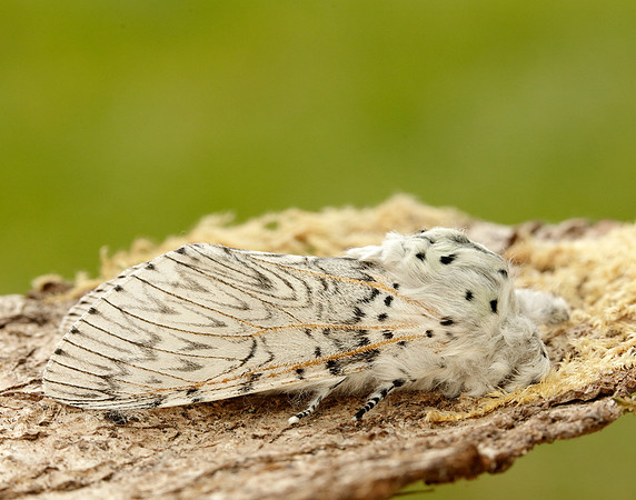 71.003 BF1995 Puss Moth Cerura vinula
