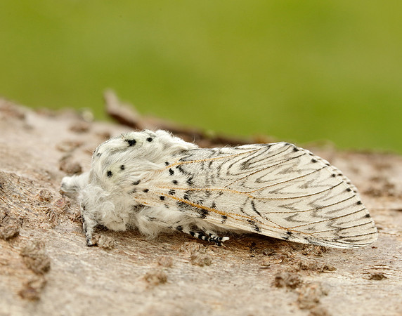 71.003 BF1995 Puss Moth Cerura vinula