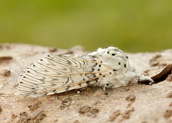71.003 BF1995 Puss Moth Cerura vinula