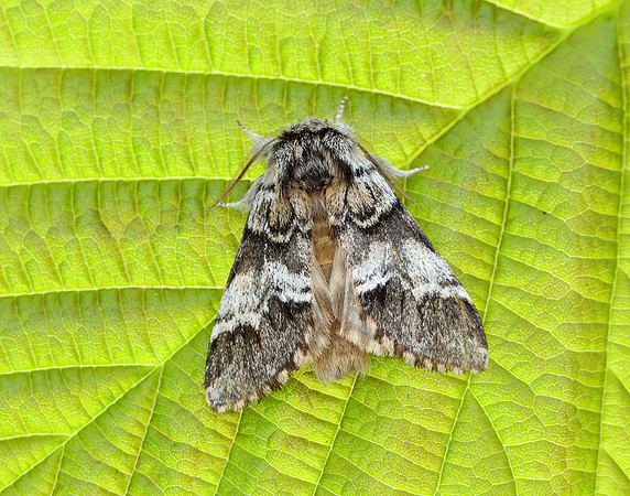 71.010 BF2014 Marbled Brown Drymonia dodonaea