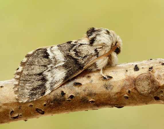 71.010 BF2014 Marbled Brown Drymonia dodonaea
