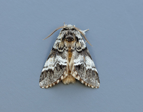 71.010 BF2014 Marbled Brown Drymonia dodonaea