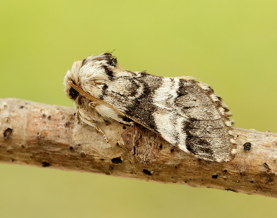71.010 BF2014 Marbled Brown Drymonia dodonaea