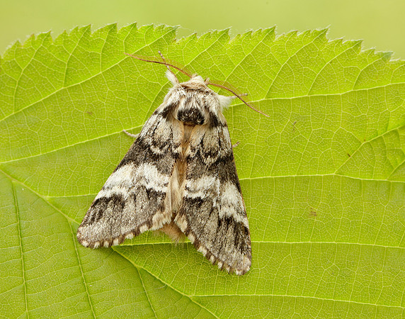 71.010 BF2014 Marbled Brown Drymonia dodonaea