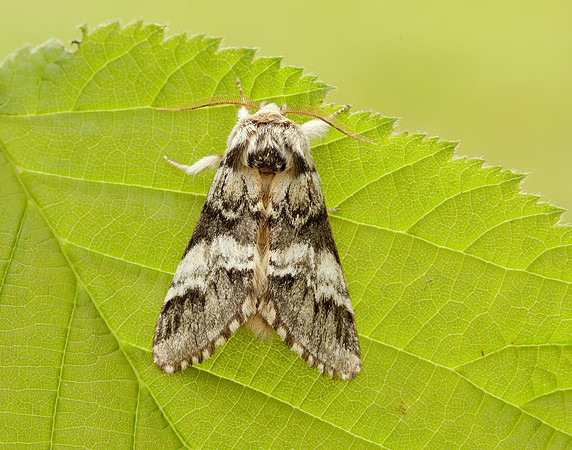 71.010 BF2014 Marbled Brown Drymonia dodonaea