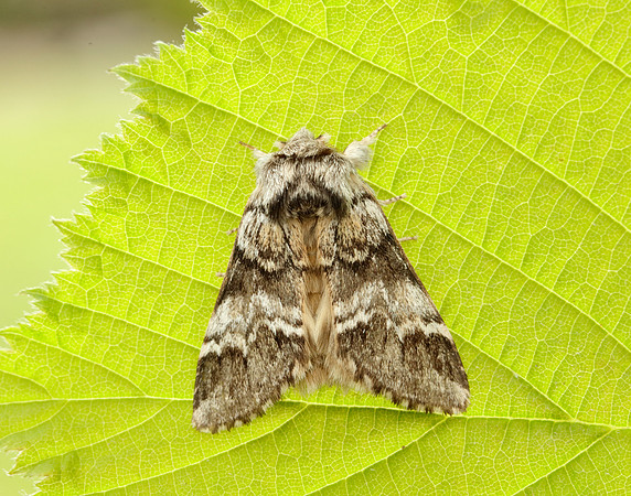 71.010 BF2014 Marbled Brown Drymonia dodonaea