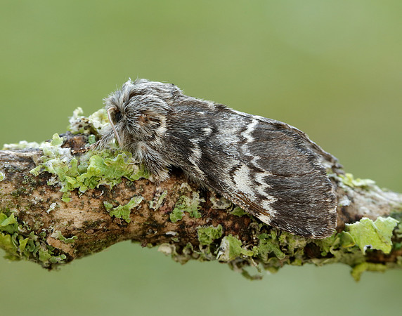 71.011 BF2015 Lunar Marbled Brown Drymonia ruficornis