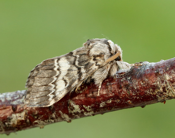 71.011 BF2015 Lunar Marbled Brown Drymonia ruficornis