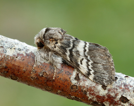 71.011 BF2015 Lunar Marbled Brown Drymonia ruficornis