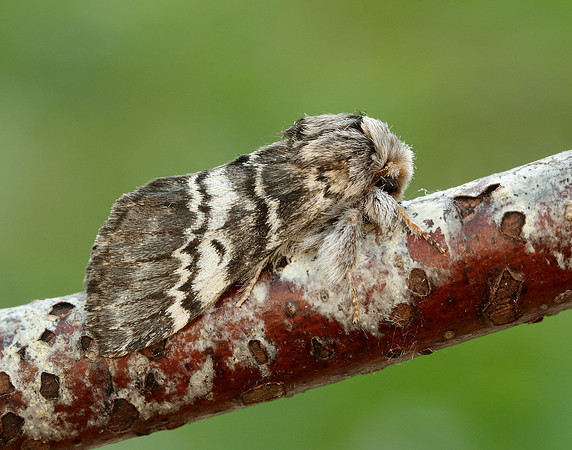 71.011 BF2015 Lunar Marbled Brown Drymonia ruficornis