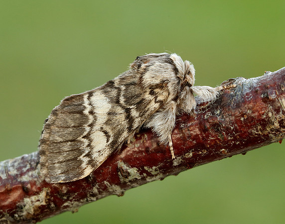 71.011 BF2015 Lunar Marbled Brown Drymonia ruficornis
