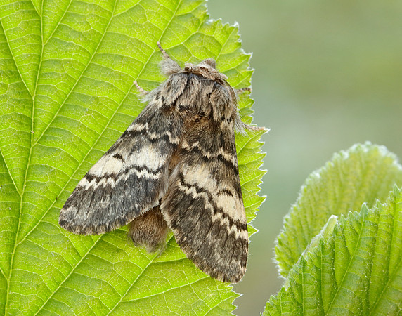 71.011 BF2015 Lunar Marbled Brown Drymonia ruficornis