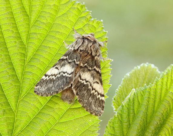 71.011 BF2015 Lunar Marbled Brown Drymonia ruficornis