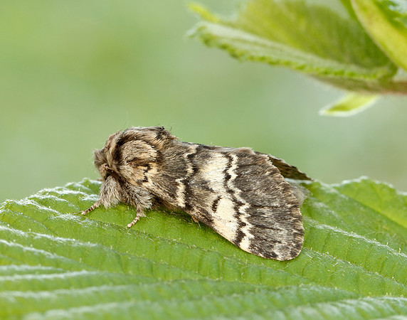 71.011 BF2015 Lunar Marbled Brown Drymonia ruficornis