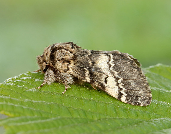 71.011 BF2015 Lunar Marbled Brown Drymonia ruficornis