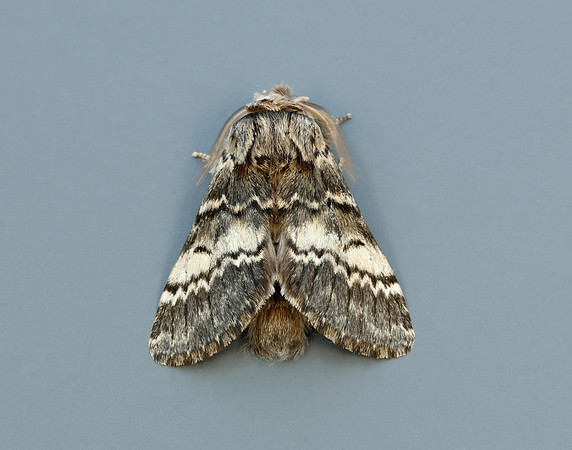 71.011 BF2015 Lunar Marbled Brown Drymonia ruficornis