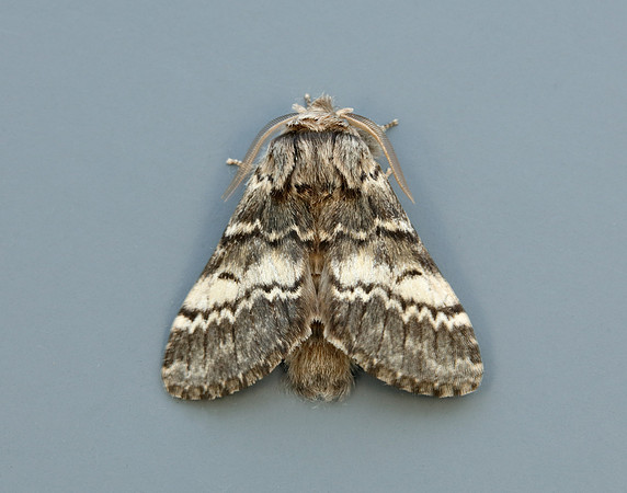 71.011 BF2015 Lunar Marbled Brown Drymonia ruficornis