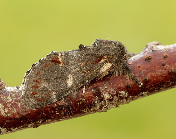 1.012 BF2000 Iron Prominent Notodonta dromedarius