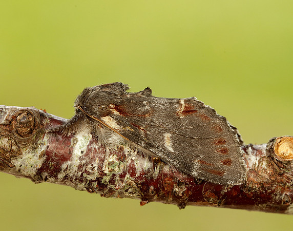 1.012 BF2000 Iron Prominent Notodonta dromedarius