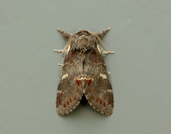 1.012 BF2000 Iron Prominent Notodonta dromedarius