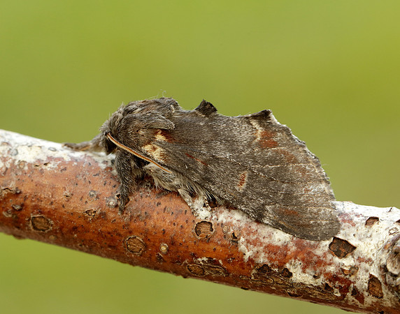 1.012 BF2000 Iron Prominent Notodonta dromedarius