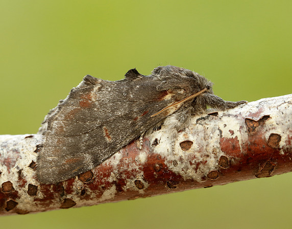 1.012 BF2000 Iron Prominent Notodonta dromedarius