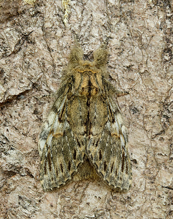 71.016 BF2005 Great Prominent Peridea anceps