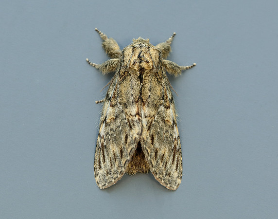 71.016 BF2005 Great Prominent Peridea anceps