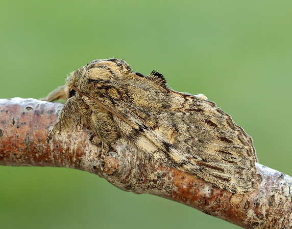 71.016 BF2005 Great Prominent Peridea anceps