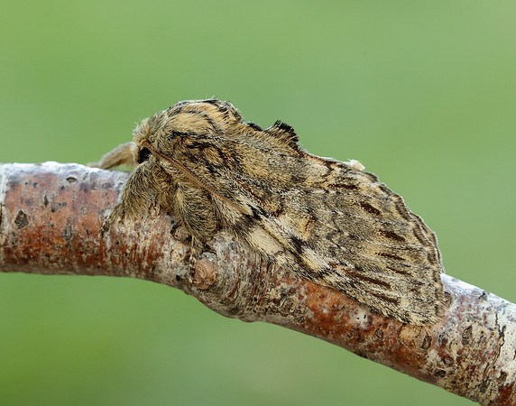 71.016 BF2005 Great Prominent Peridea anceps