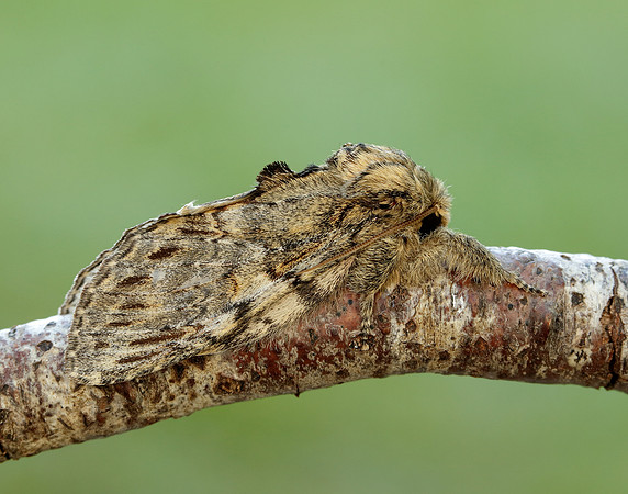 71.016 BF2005 Great Prominent Peridea anceps