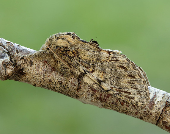 71.016 BF2005 Great Prominent Peridea anceps